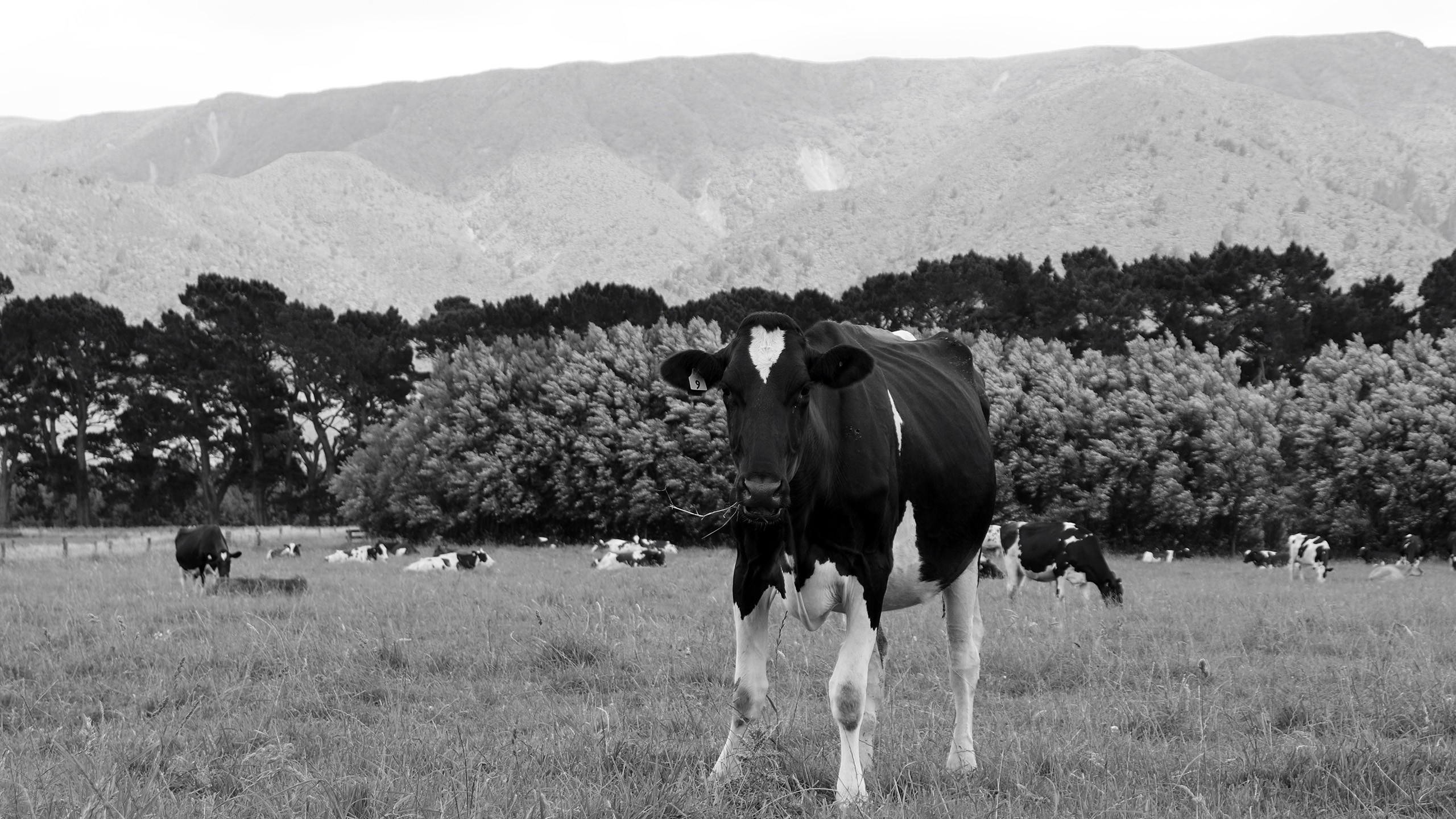 Virtual Heifer