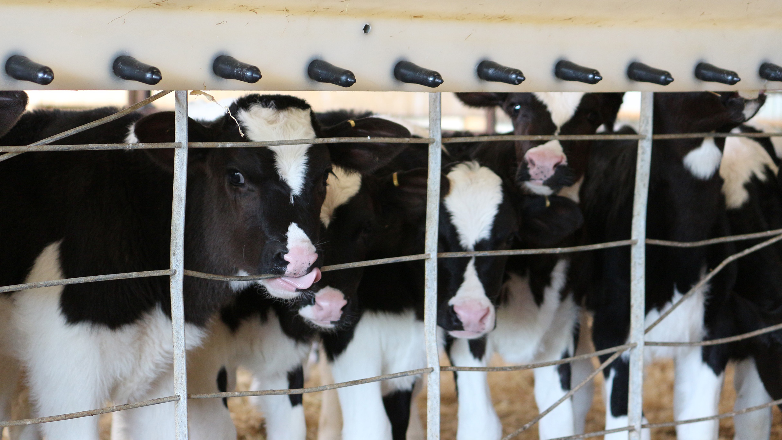 Holstein Innovation