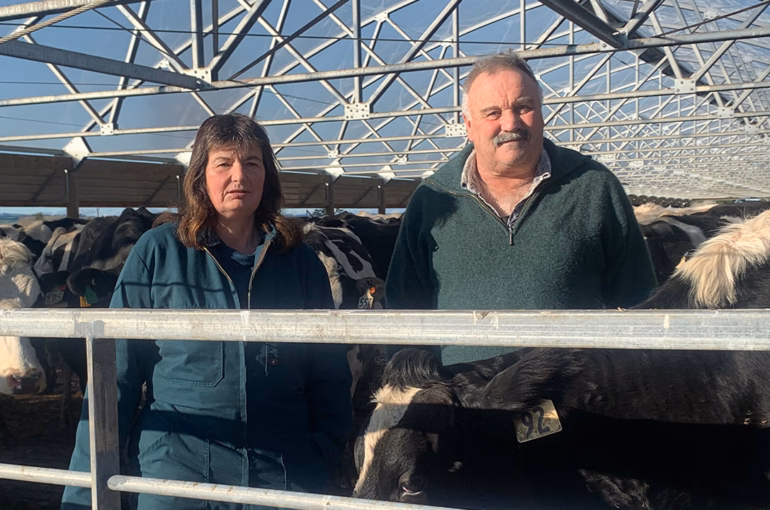 Raymac Holsteins clinch Valden Cow of the Year