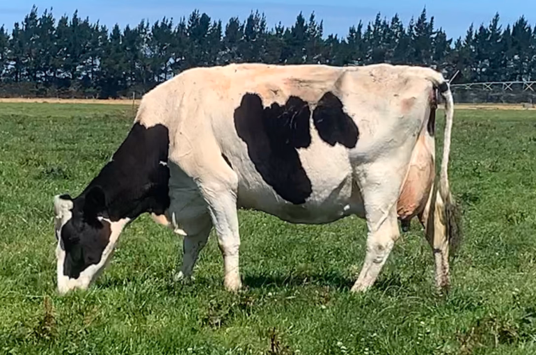 Belbrook Dynamic Vanessa EX5