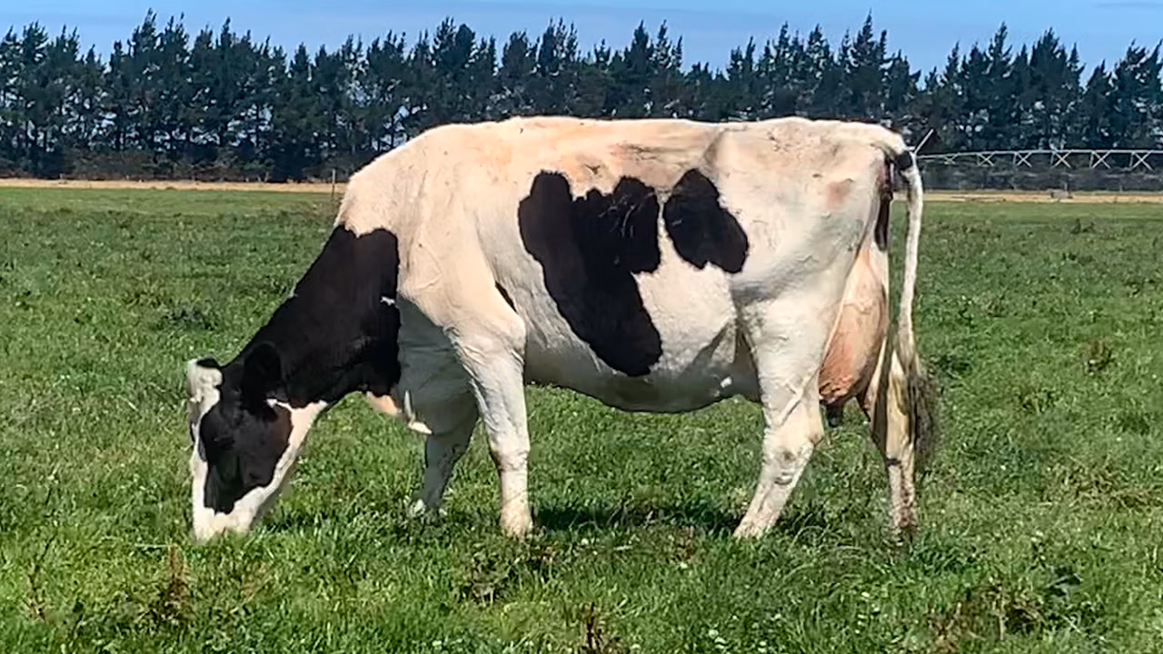 Belbrook Dynamic Vanessa EX5