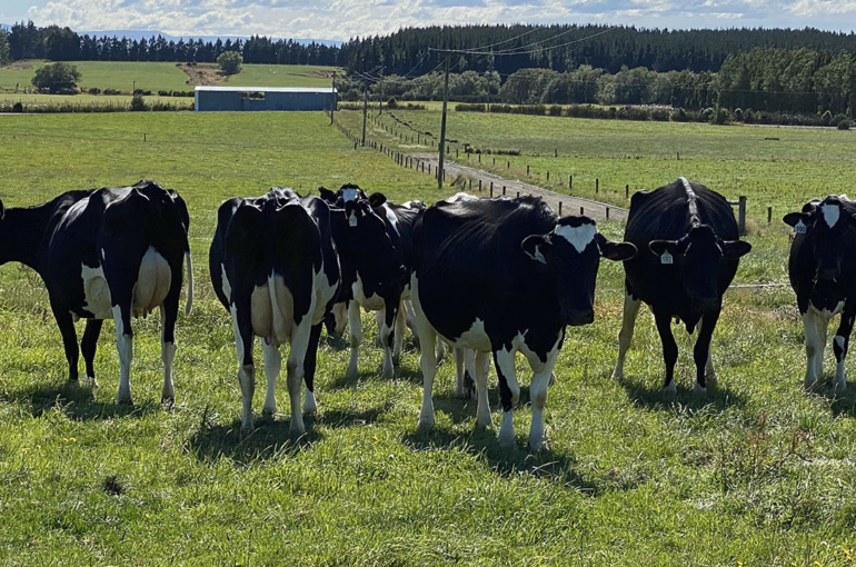 Technology helps ensure dairy replacement heifers hit target weights