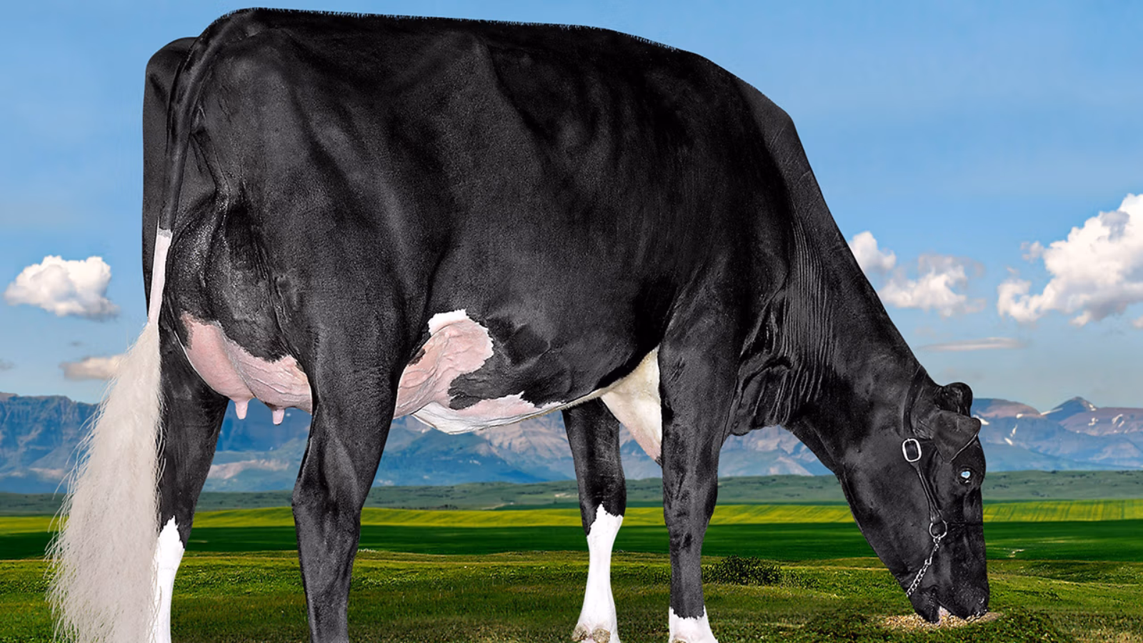 SIre Profile Westcoast River