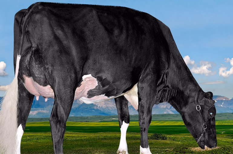SIre Profile Westcoast River
