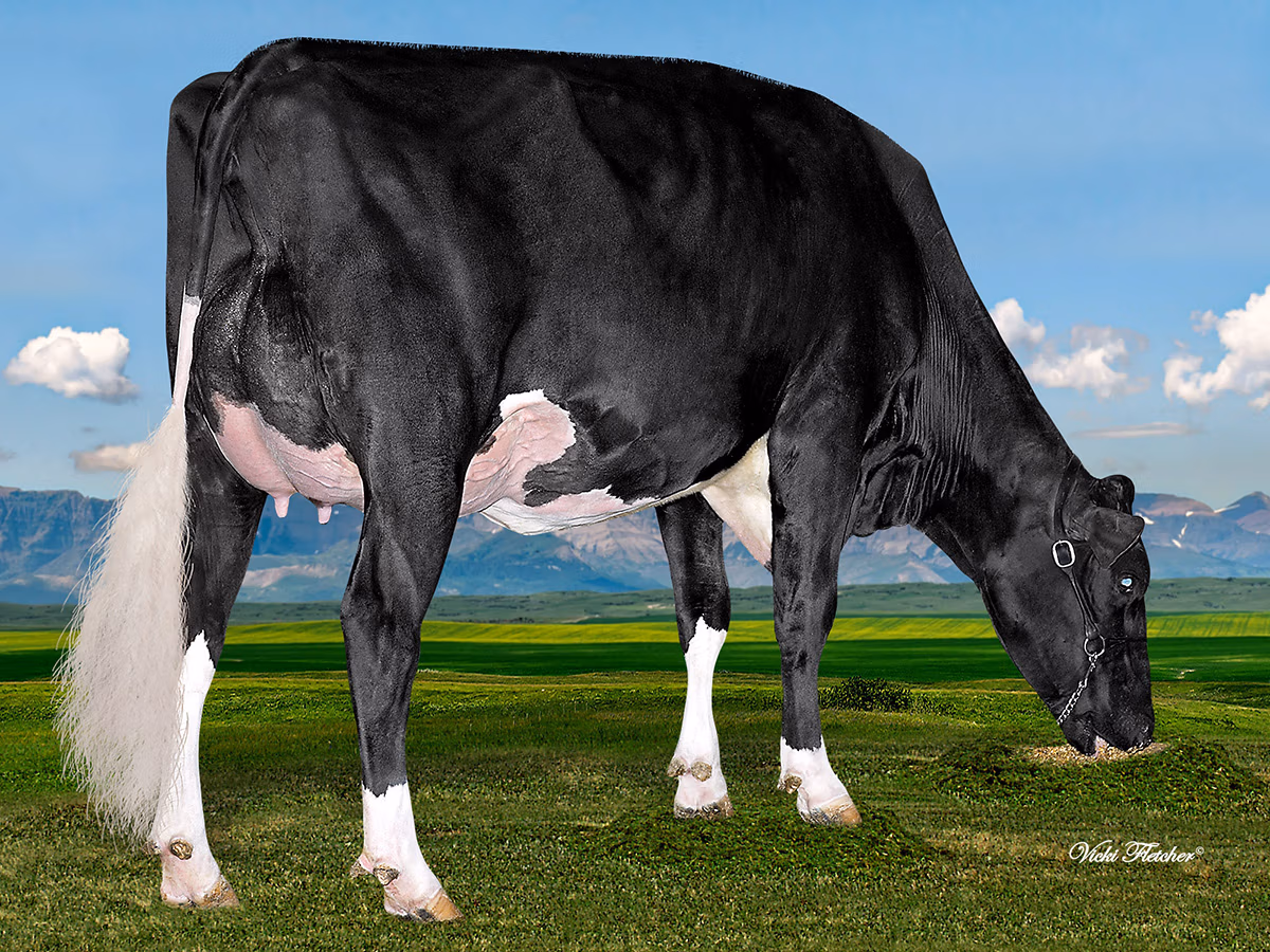 Westcoast Montana Riza 4700 VG85