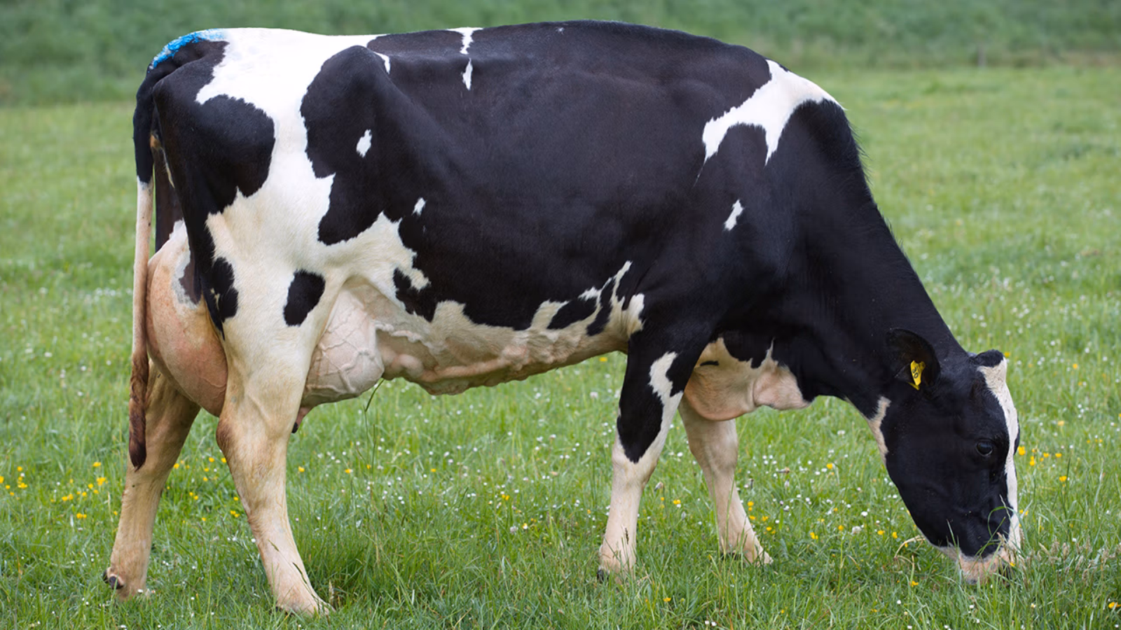 Meander ATM Apple-ET S1F Dam of Meander MH Armour-ET S2F