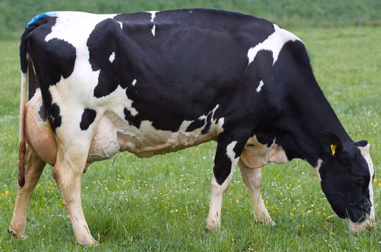 Meander ATM Apple-ET S1F Dam of Meander MH Armour-ET S2F