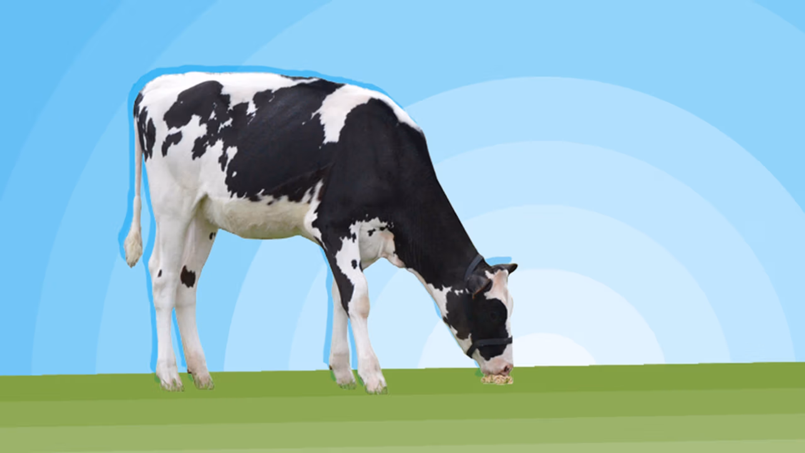 Elite Heifer Raffle winners drawn