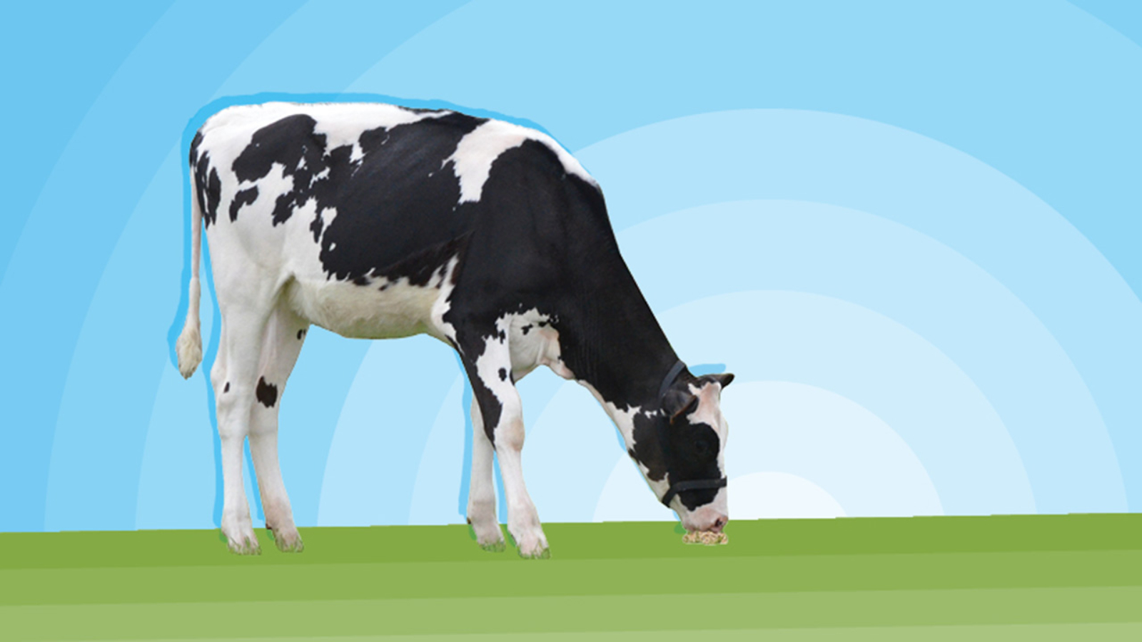 Elite Heifer Raffle winners drawn