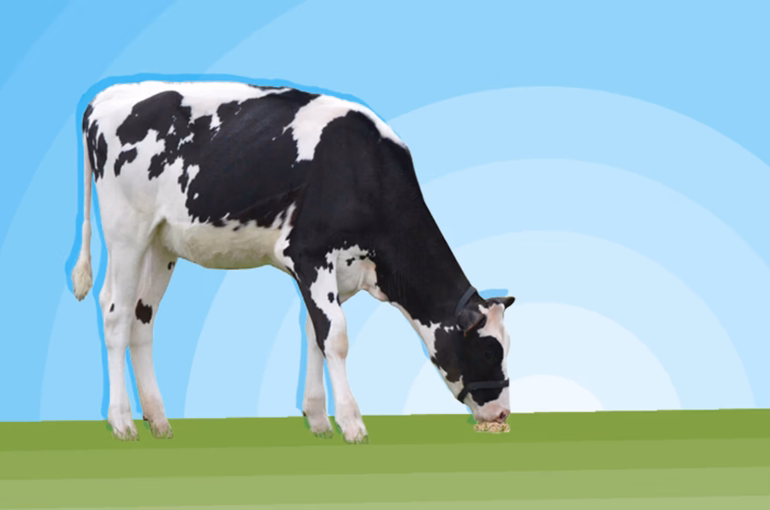 Elite Heifer Raffle winners drawn