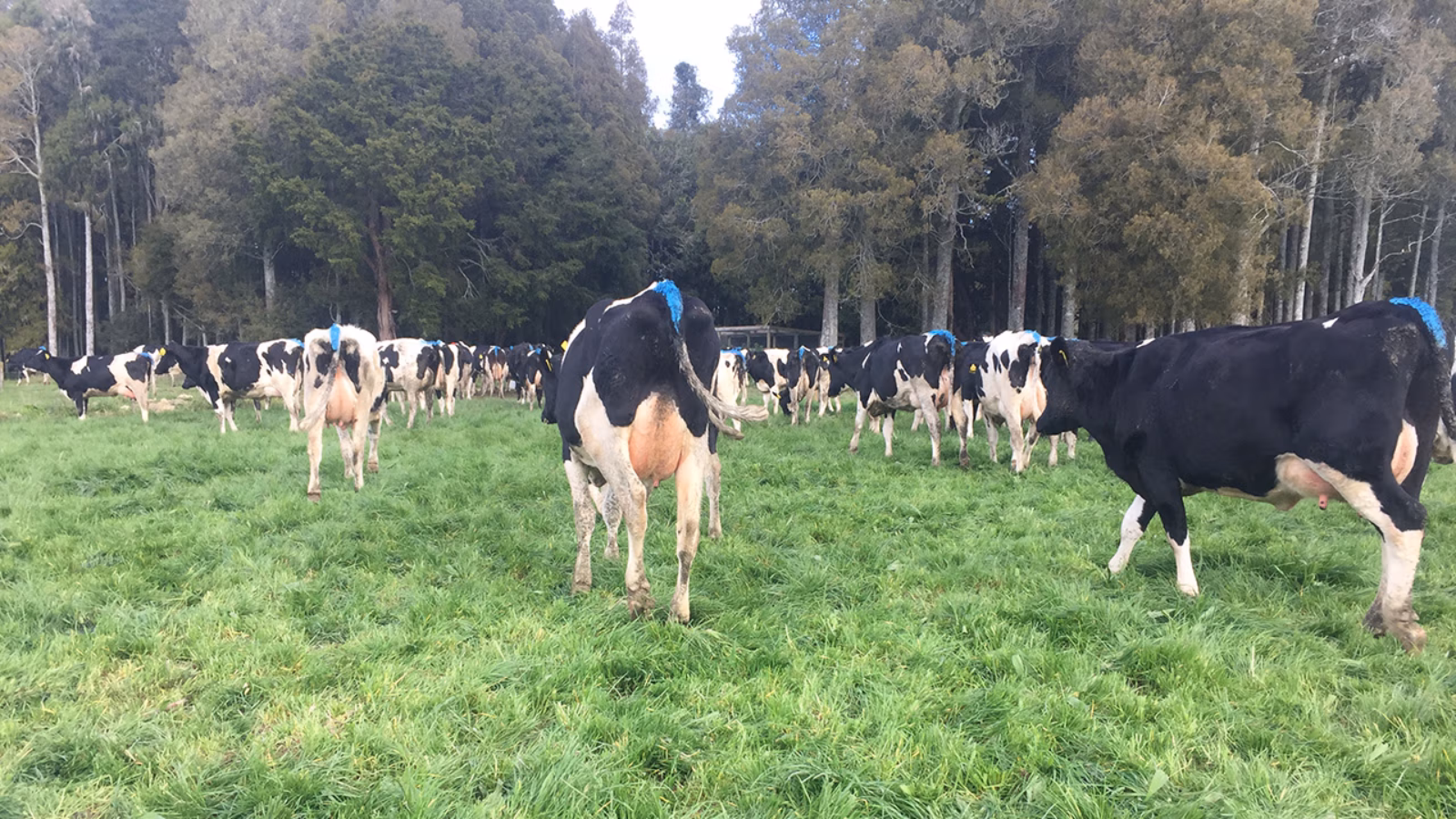 Common sense farming