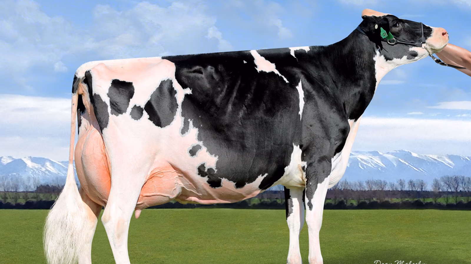 2021 Holstein Friesian New Zealand-DeLaval All NZ Photo Competition results