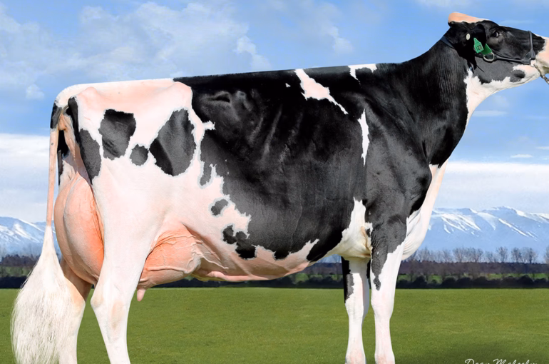 2021 Holstein Friesian New Zealand-DeLaval All NZ Photo Competition results
