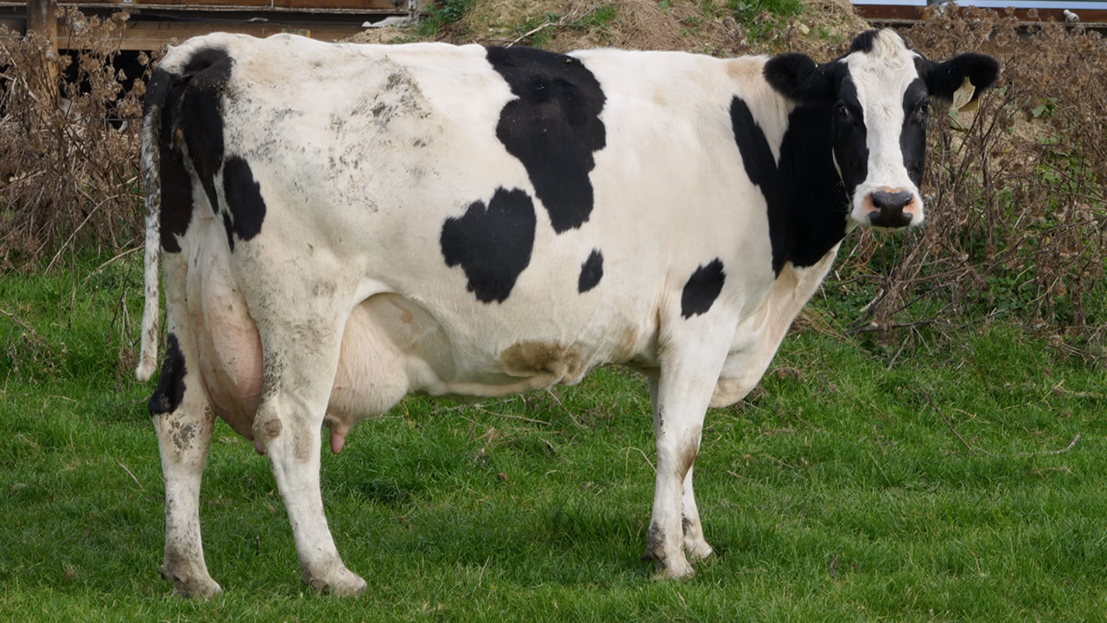 Raymac ME Expresso VG87