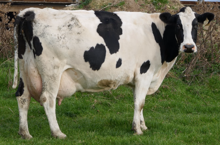 Raymac ME Expresso VG87