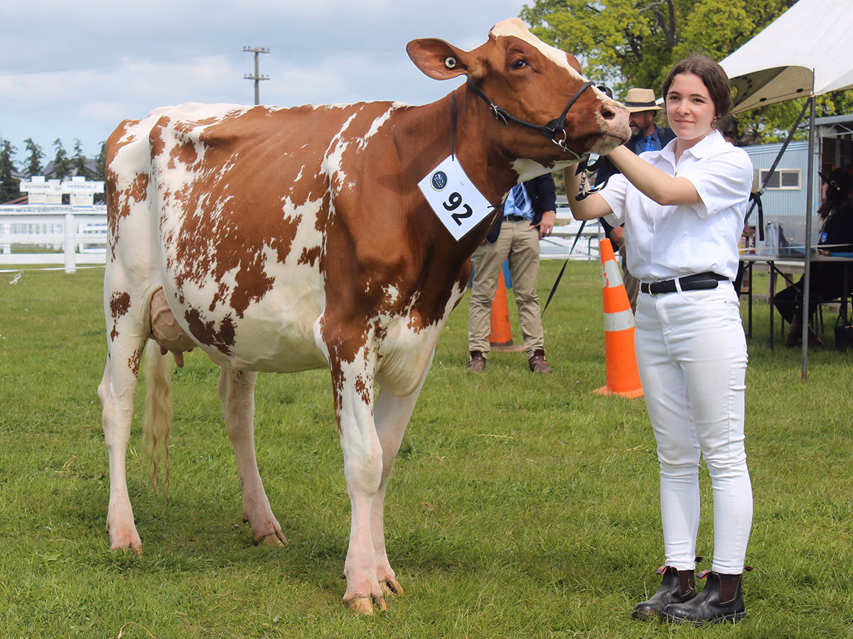 Belbrook US Seisme-Red-ET VG86, who took out South Island Intermediate Champion Holstein at the Ellesmere Show, lead by Kimberley SImmons