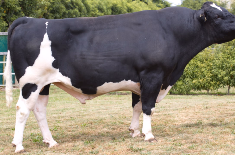 Tronnoco MH Samba-ET S2F