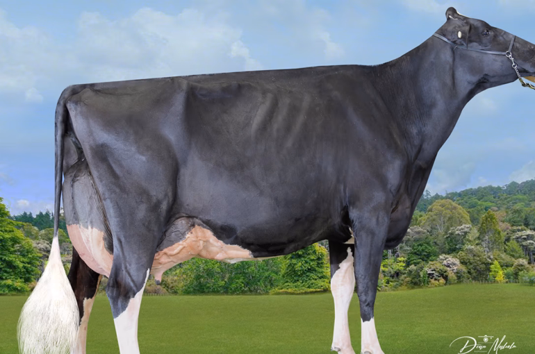 2022 Holstein Friesian NZ Awards