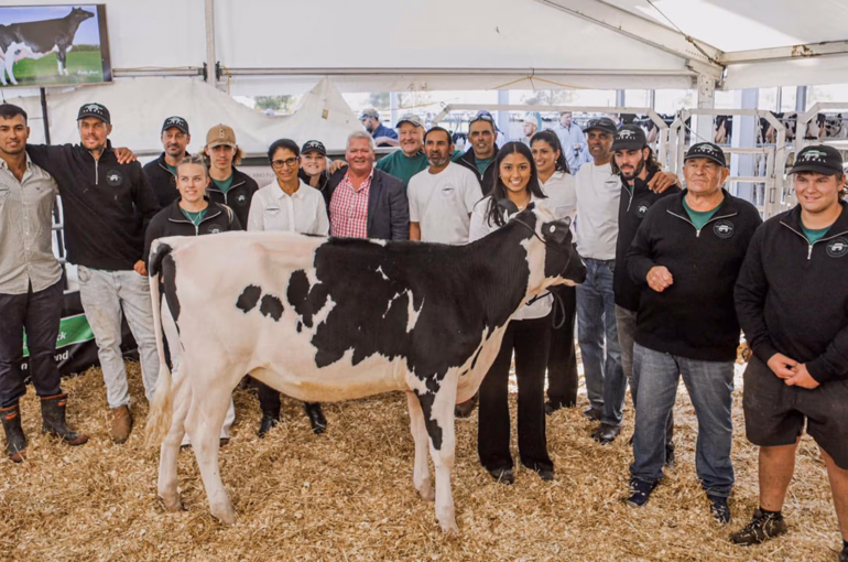 Lawwal Holstein 'The Legacy' team with Lawwal Lambda Loana-ET
