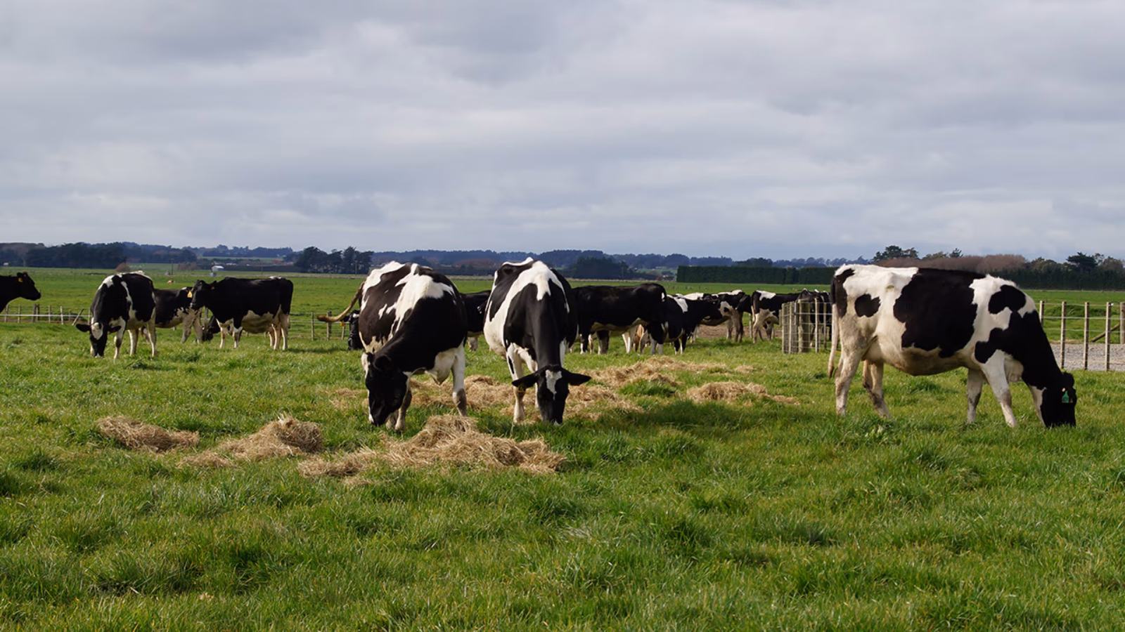 Lactation length change to reflect productive cows