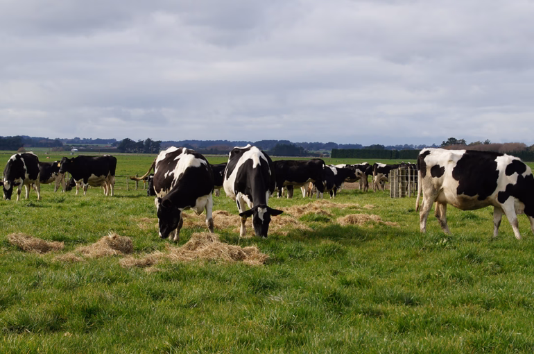 Lactation length change to reflect productive cows