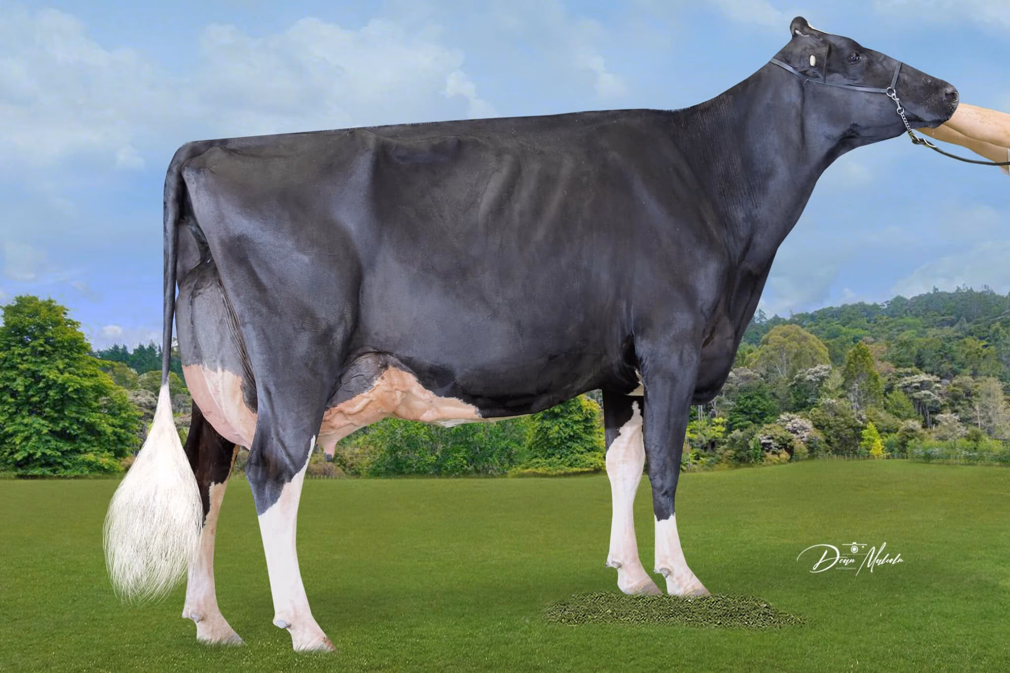 #7 BYXF-2016-19 Joyclas-Sammy-Moo EX