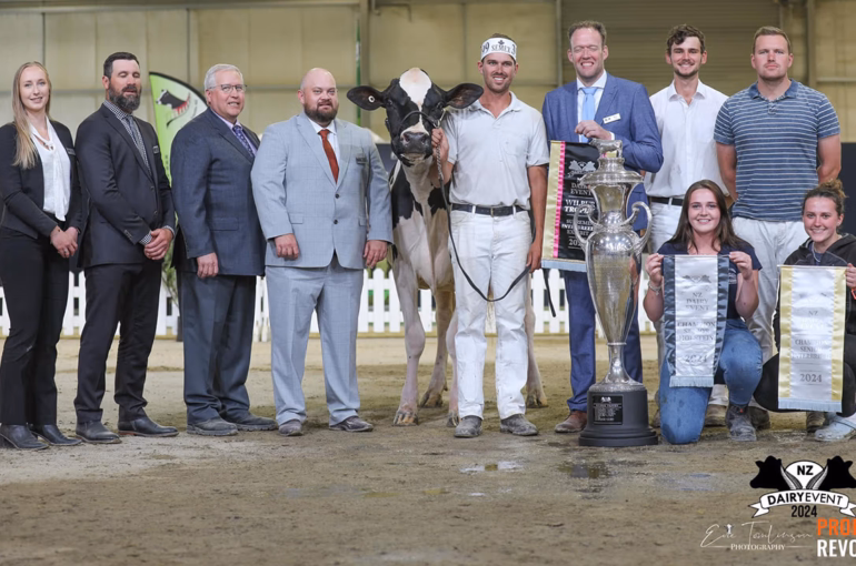 Supreme Champion of Champions for NZ Dairy Event 2024 – Tahora Mogul Paris (Mountfield SSI DCY Mogul)