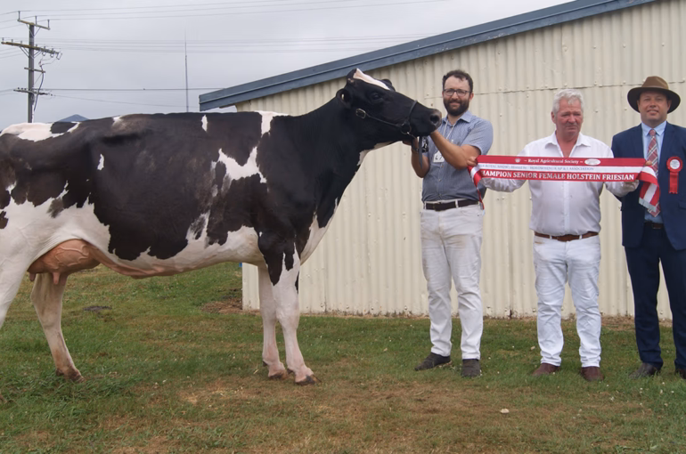 2024 Royal Show Holstein Friesian Champion Cow - Tahora Octane Love, Aislin Farms, Ohakune