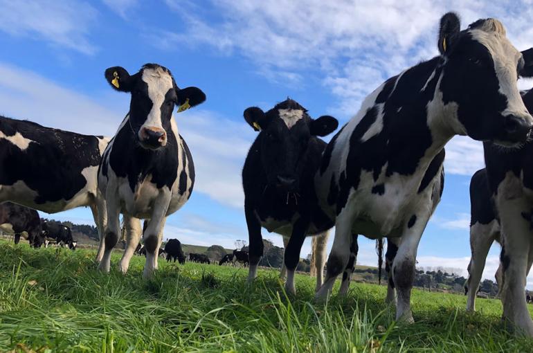 Discovery Project cultivating successful cow families