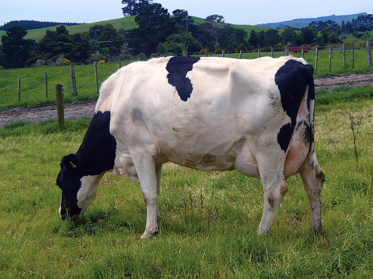 Edenmore Free Tui VG88