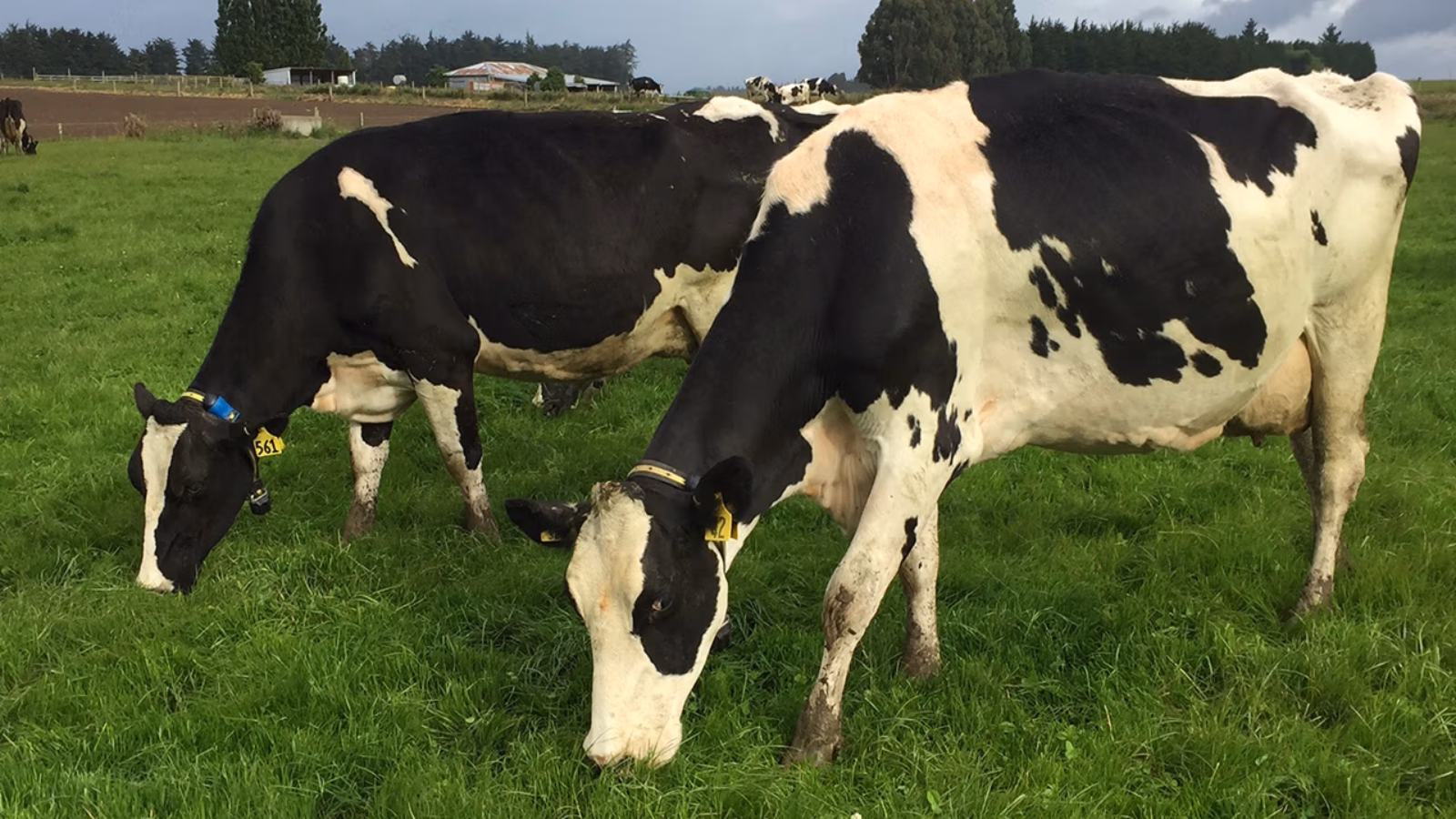 High-tech collars help Southland dairy farm get more cows in-calf