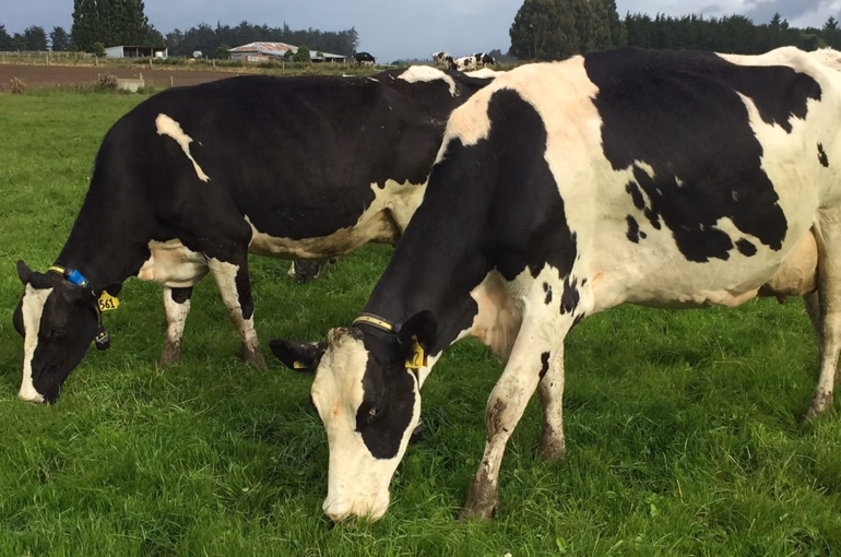 High-tech collars help Southland dairy farm get more cows in-calf
