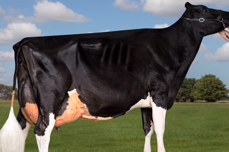 Milestone for Holstein Friesian breeder