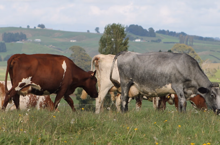 NZ Milking Shorthorn Association joins Holstein Friesian NZ family