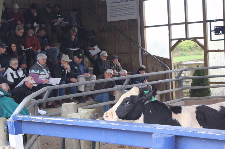 Strong Holstein Friesian bull sales reflect continued value