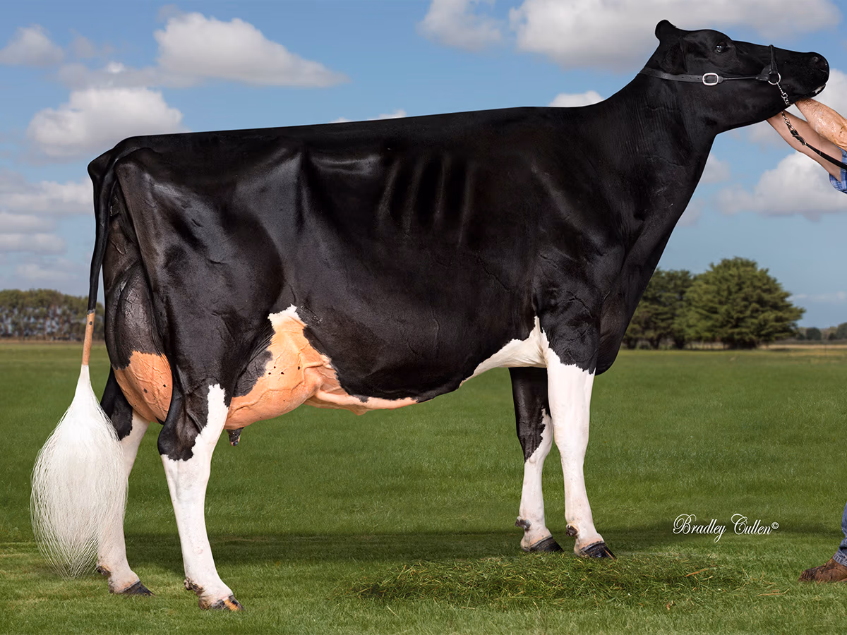 Wentworth Talent Duchess EX4