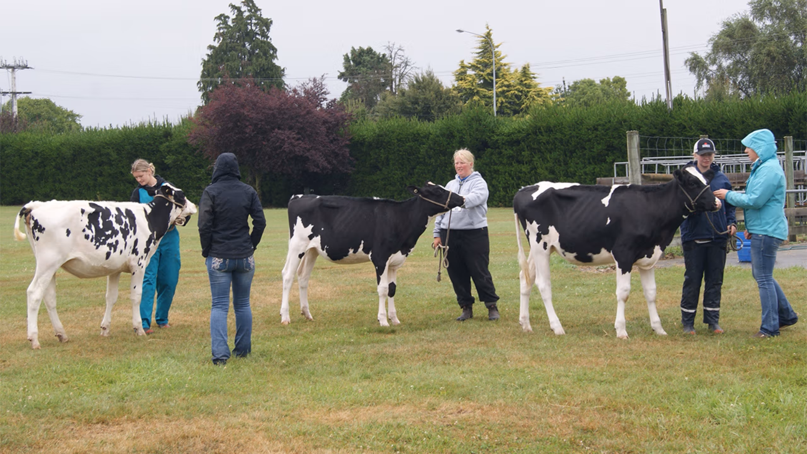 Showmanship and Handling Events for Young Breeders!