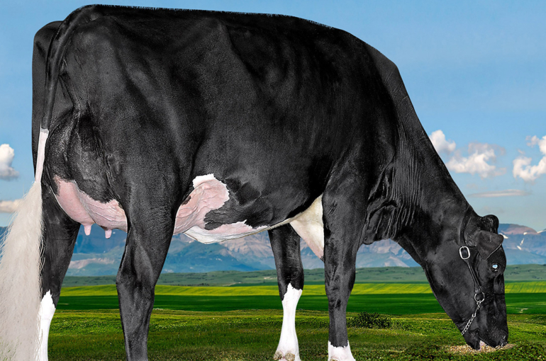 SIre Profile Westcoast River