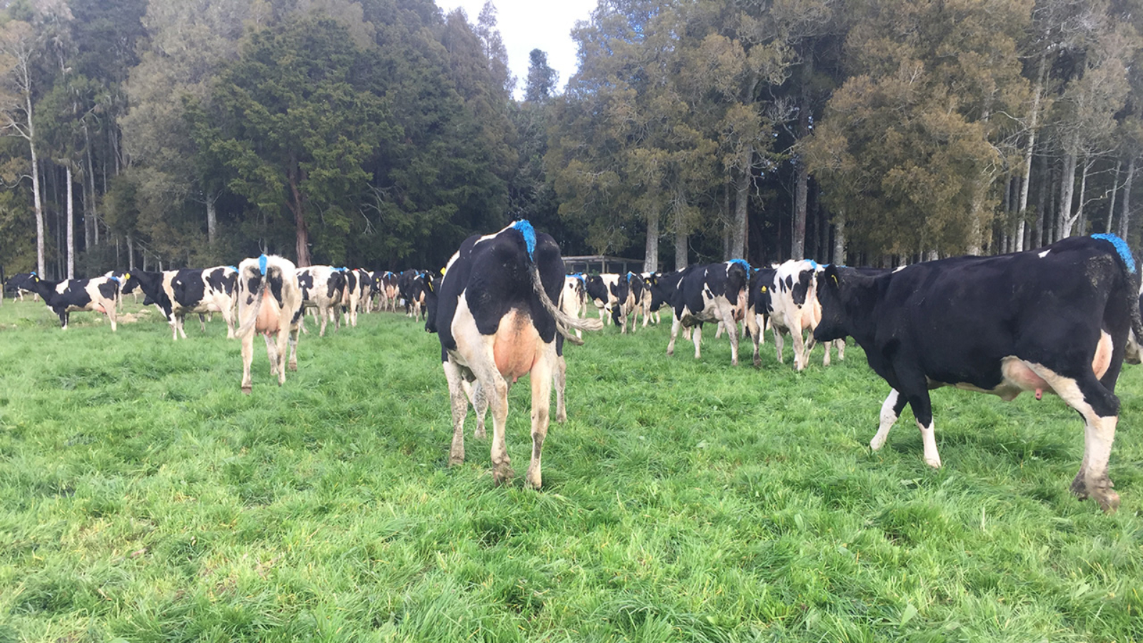 Common sense farming