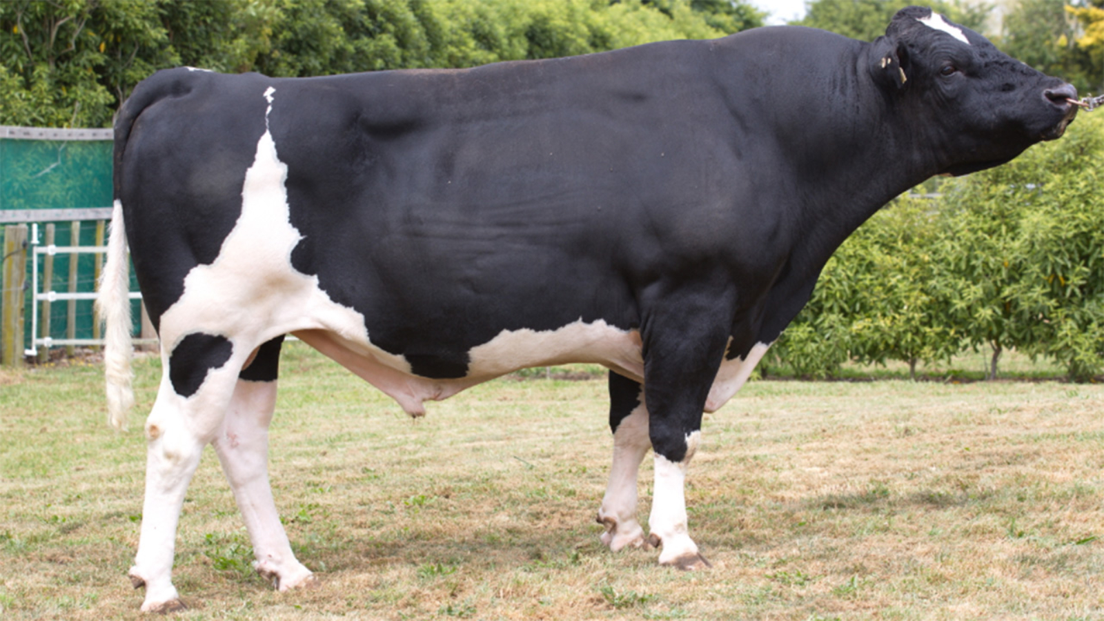 Tronnoco MH Samba-ET S2F