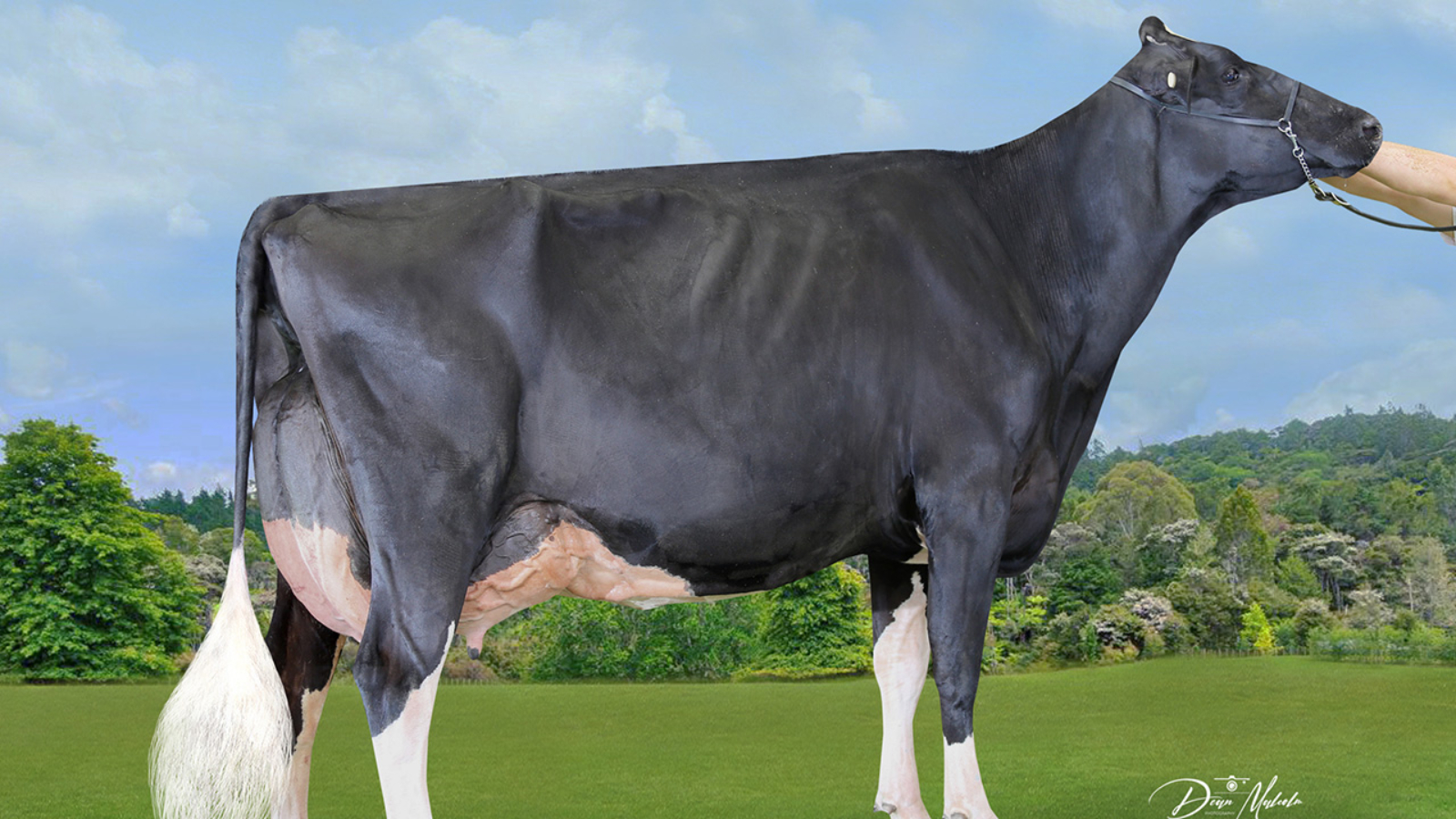 2022 Holstein Friesian NZ Awards