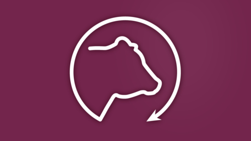 Bull Update Feature Image