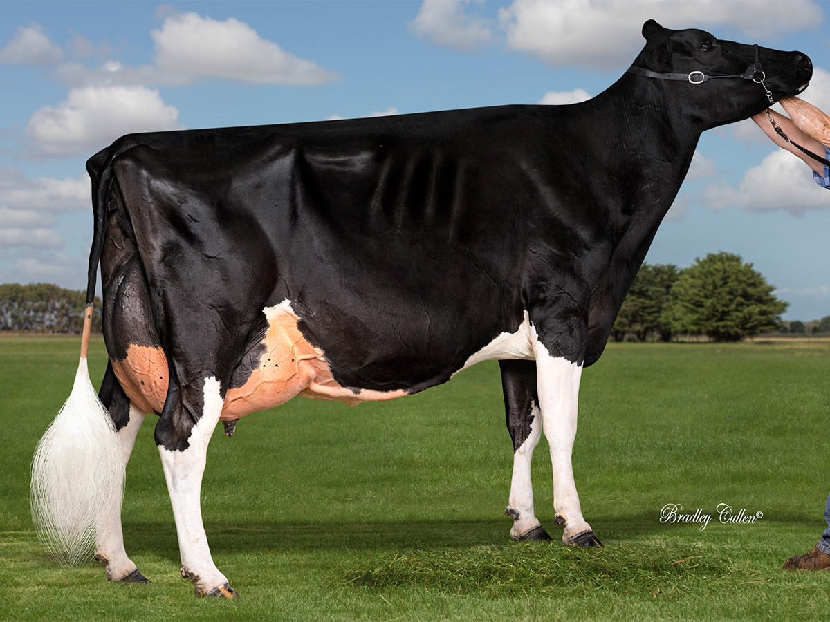 Wentworth Talent Duchess EX4