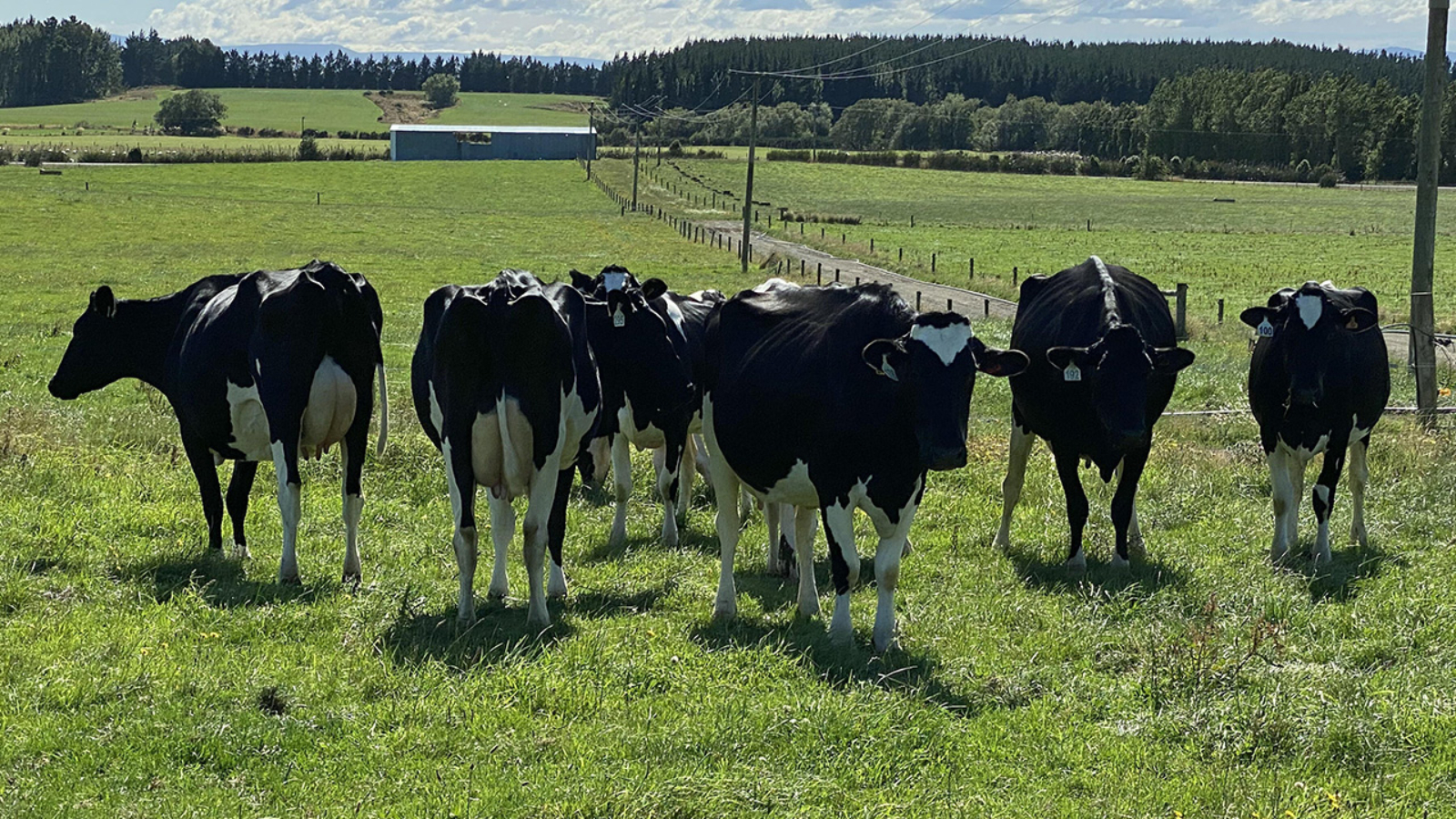 Technology helps ensure dairy replacement heifers hit target weights