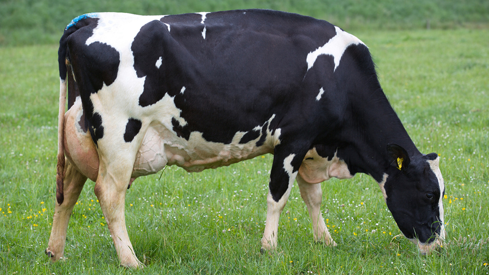 Meander ATM Apple-ET S1F Dam of Meander MH Armour-ET S2F