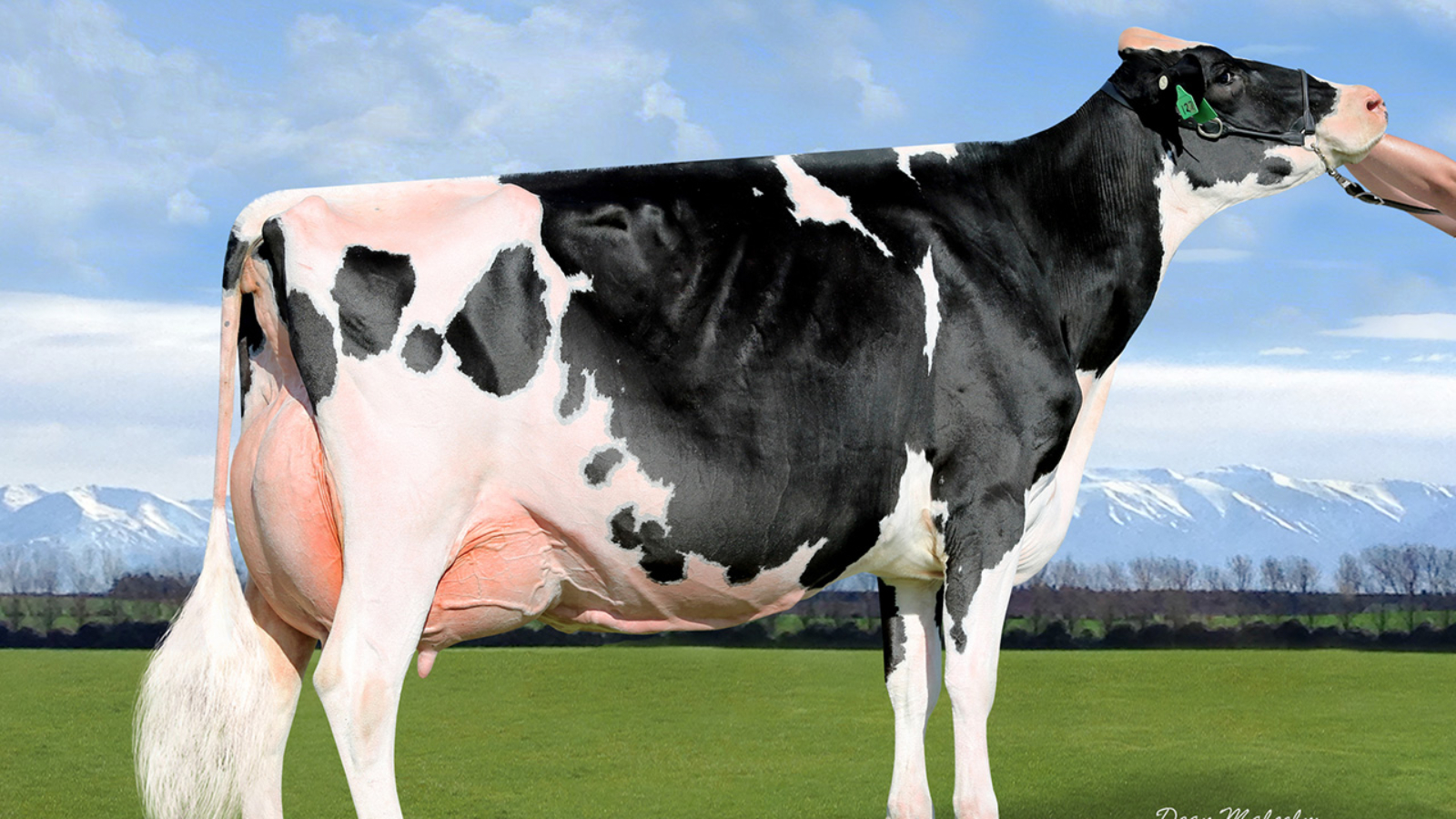 2021 Holstein Friesian New Zealand-DeLaval All NZ Photo Competition results