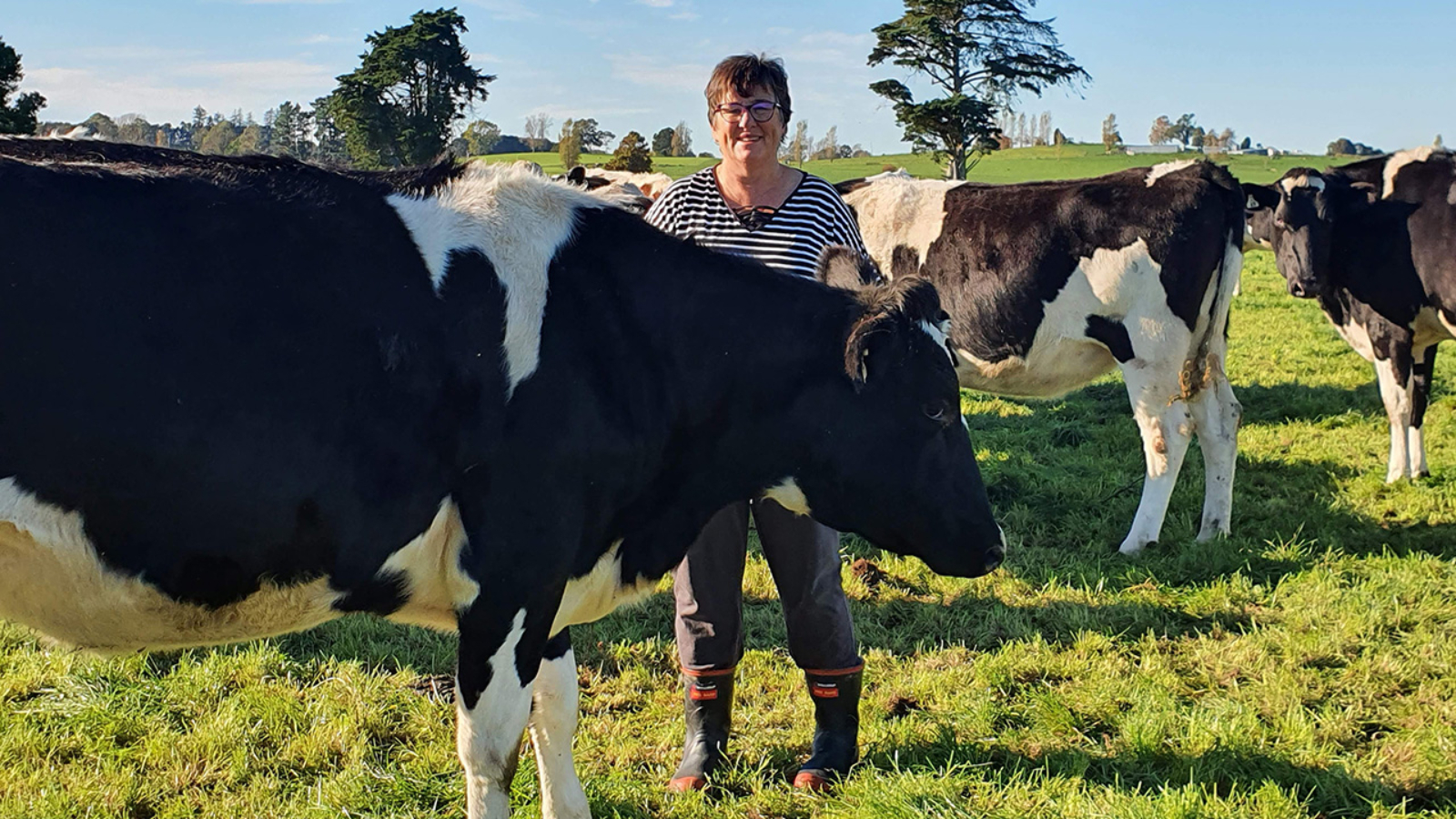 Holstein Friesian the breed of choice for all-round excellence