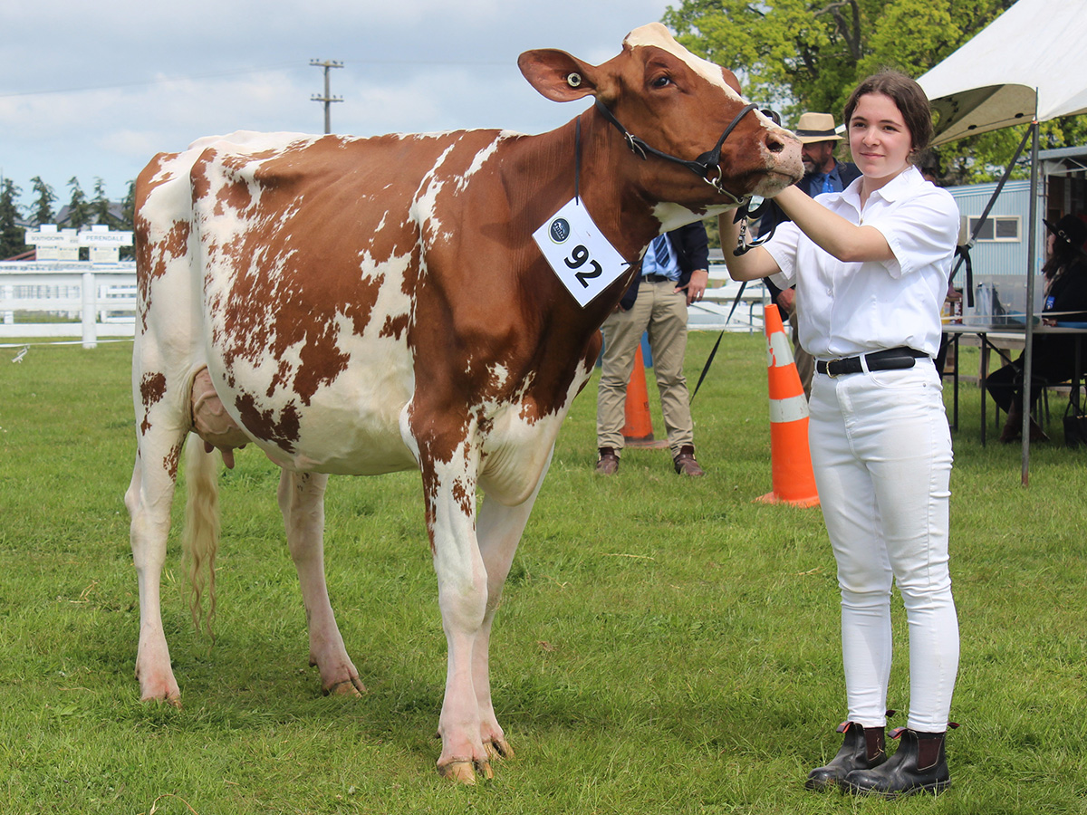 Belbrook US Seisme-Red-ET VG86, who took out South Island Intermediate Champion Holstein at the Ellesmere Show, lead by Kimberley SImmons Belbrook US Seisme-Red-ET VG86, who took out South Island Intermediate Champion Holstein at the Ellesmere Show, lead by Kimberley SImmons