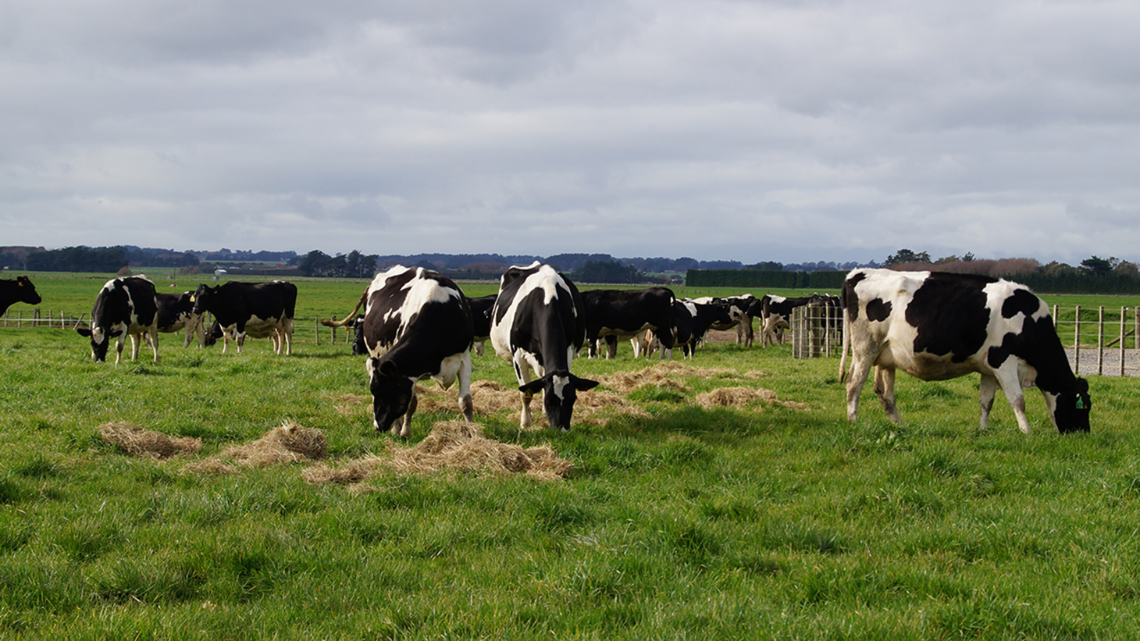 Lactation length change to reflect productive cows