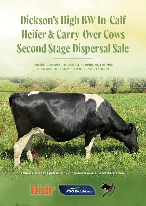 2023 Dickson’s High BW In-calf Heifer & Carry-Over Cows Second Stage Dispersal Sale